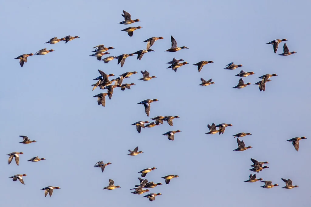 Chasse aux Canards de Haut Vol