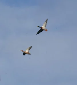 chasse au canard de haut-vol en Sologne