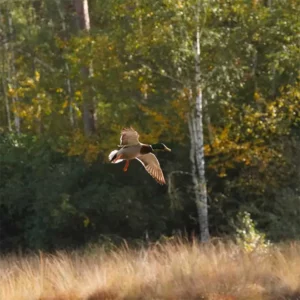 chasse au canard de haut-vol en Sologne