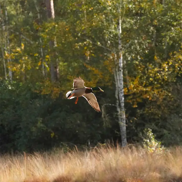 chasse au canard de haut-vol en Sologne