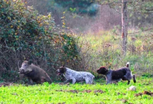 Chasse du sanglier en battue