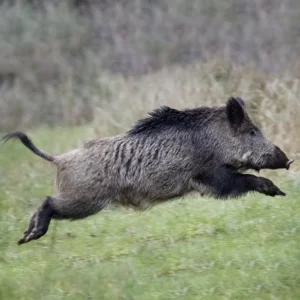chasse du sanglier en Sologne