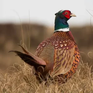 Chasse du faisan en Sologne