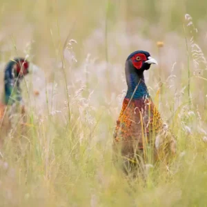chasse du petit gibier en Sologne