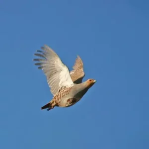 chasse du perdreau en Sologne
