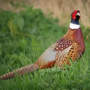 Chasse du faisan en Sologne