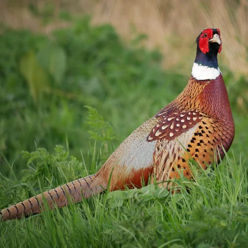 Chasse du faisan en Sologne