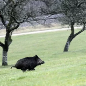 chasse du sanglier en Sologne en battue
