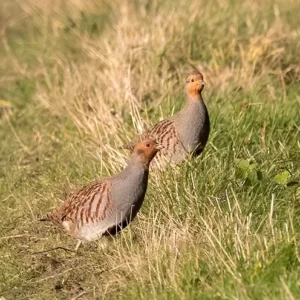 Chasse de la perdrix grise