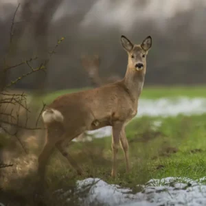 Chasse du chevreuil en Sologne