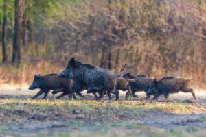 Chasse du sanglier en Sologne